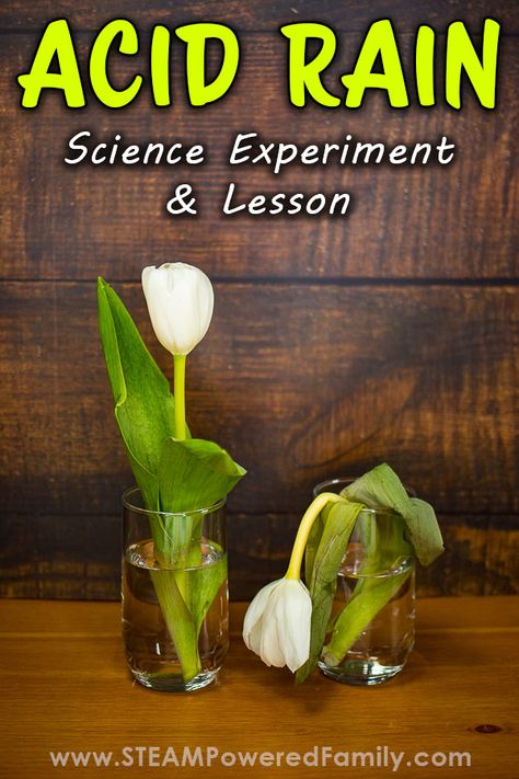 Learn about acid rain with this simple, but powerful science experiment demonstrating the devastating effects of acid rain on plants. see. As part of our environmental sciences studies, we have developed a special science experiment exploring the impact of acid rain on plants. The results were impactful and highly educational. Visit STEAMPoweredFamily.com to get all the details. Renewable Energy Activities, Rain Experiment, Earth Activities, Environmental Scientist, Acid Rain, Energy Activities, Chemistry Experiments, Kid Experiments, Earth Day Activities