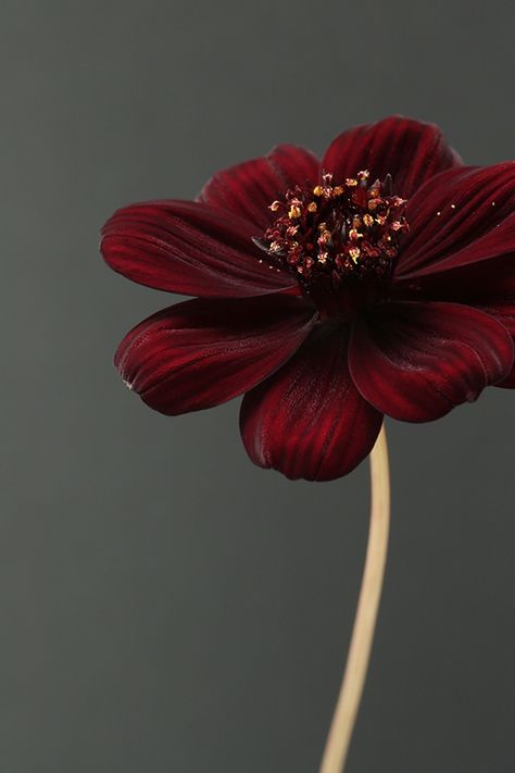 Chocolate Cosmos Flower, Chocolate Cosmos, Chocolate Flowers, Flowers Photography Wallpaper, Beautiful Flowers Wallpapers, Flower Phone Wallpaper, Photography Wallpaper, Red Flower, Flower Backgrounds