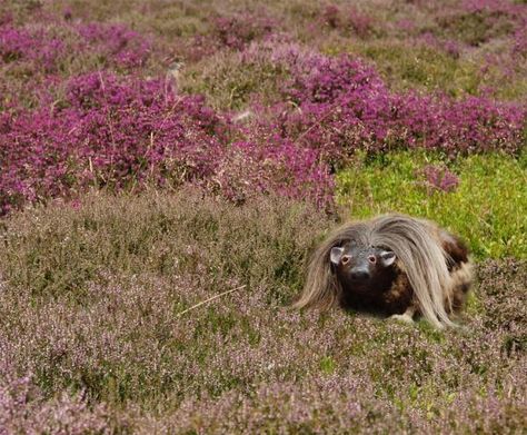 Haggis Animal, Scotland Tattoo, Burns Day, Burns Supper, Scottish Dishes, Scottish People, Burns Night, Maze Runner Series, Legendary Creature