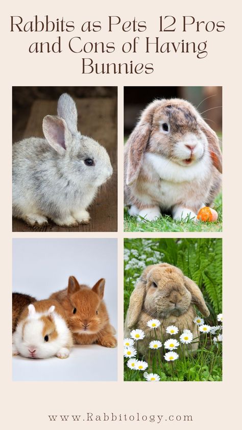 rabbits-as-pets Pros And Cons Of Owning A Bunny, Bunny And Dog Together, Why You Should Get A Bunny, Taking Care Of Bunnies, Owning A Bunny, Bunnies As Pets, Mini Rex Bunny, Bunny As A Pet, Best Rabbits For Pets