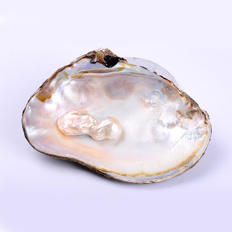 1pc 11*17cm AAA quality natural fresh water pearl oyster clam shell for jewelry crafts Pearl Oyster, Cheap Beads, Mermaid Gifts, Oyster Pearl, Pool Bar, Clam Shell, Fresh Water Pearl, Shell Art, Oyster Shell