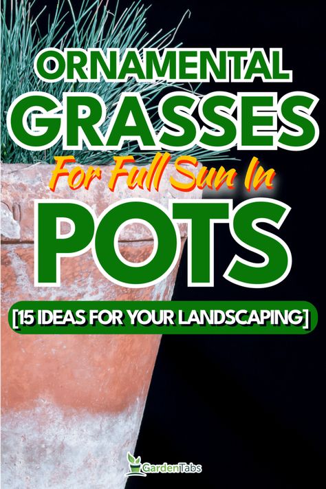 Ornamental Grasses For Full Sun In Pots [15 Ideas For Your Landscaping] Hardy Outdoor Potted Plants, Short Ornamental Grasses Full Sun, Potted Ornamental Grasses, Fountain Grass In Pots, Container Plants For Full Sun And Heat, Ornamental Grasses In Pots, Ornamental Grasses Full Sun, Grasses In Pots, Perrenial Grasses