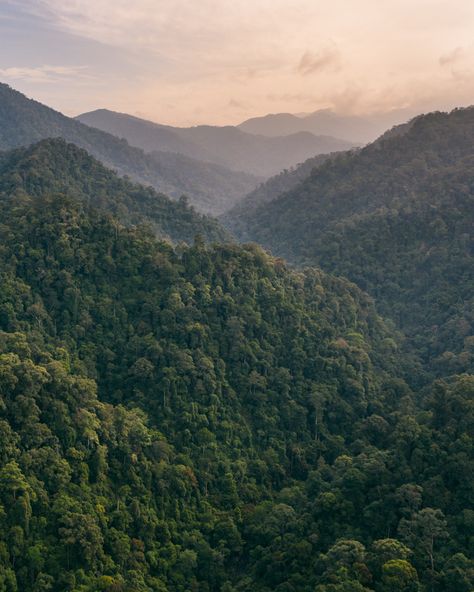 Aesthetic Rainforest, Tropical Jungle Aesthetic, Jungle Pic, Sumatra Travel, Jungle Photos, Jungle View, Rainforest Landscape, Jungle Pictures, Jungle Photo