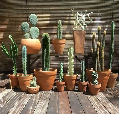 Mexican Garden, Cactus House Plants, Potted Plants Outdoor, Cactus Decor, Desert Garden, Plant Decor Indoor, Deco Boheme, Garden Containers, Office Plants