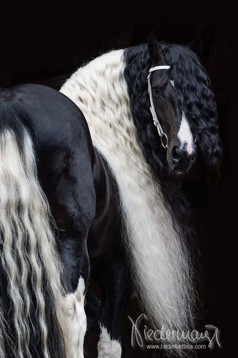 Pinto Horse, Horse Boarding, Most Beautiful Horses, Friesian Horse, Majestic Horse, All The Pretty Horses, Pretty Animals, Draft Horses, White Horses