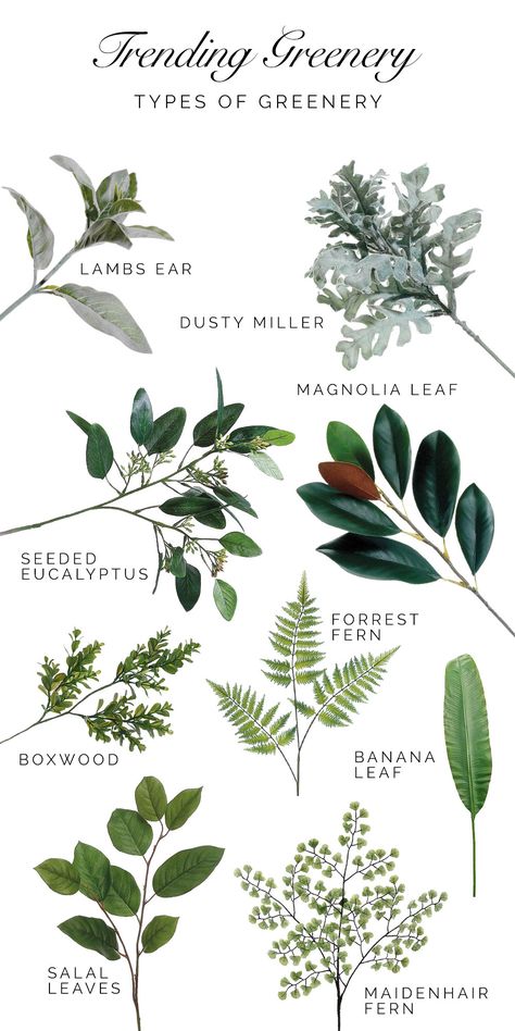 A Guide to Trending Greenery. Types of greenery that are trending for weddings and home d�écor. Find these and more faux greenery at afloral.com. #fauxreal Greenery Types, Types Of Greenery, Flower Guide, Seeded Eucalyptus, Magnolia Leaves, Artificial Leaf, Dusty Miller, Silk Flowers Wedding, Flower Names