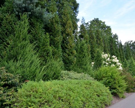 Evergreen Shrubs For Privacy, Arborvitae Landscaping, Juniper Shrub, Juniper Plant, Privacy Hedges, Shrubs For Privacy, Privacy Hedge, Evergreen Hedge, Broadleaf Evergreen