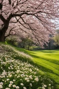 Sakura Trees Wallpaper, Cherry Blossom Tree Aesthetic, Cherry Blossom Photography, Sakura Trees, Nature Explorer, Nature Tourism, Cute Owls Wallpaper, Sakura Tree, Landscape Art Painting