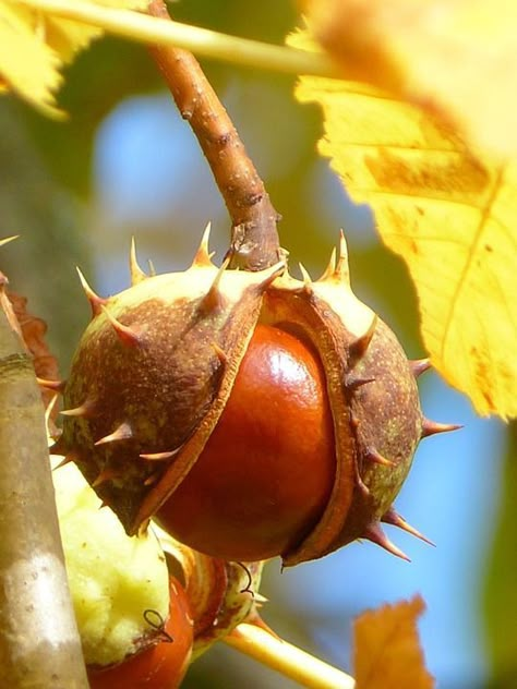 Fruit Fruit, Afrique Art, Chestnut Horse, Autumn Scenes, Airbrush Art, Autumn Beauty, Seed Pods, Autumn Art, Autumn Inspiration