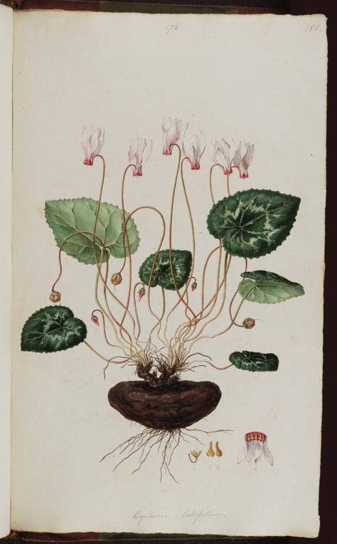 141204 Cyclamen persicum Miller [as Cyclamen latifolium Sm.]  / Sibthrop, J., Smith, J.E., Flora Graeca (drawings), vol. 2: t. 85 (1813) Illustration Example, Wildflower Drawing, Botanical Flowers Print, J Smith, Scientific Illustration, Botanical Drawings, Plant Illustration, Botanical Flowers, Floral Illustrations