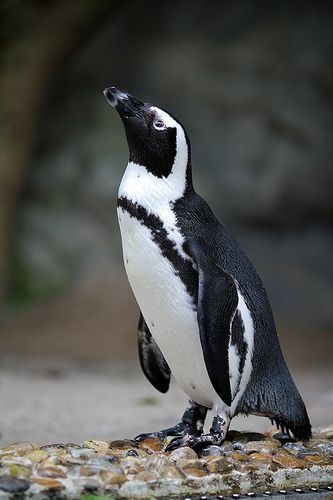 Galapagos Penguin, Humboldt Penguin, Magellanic Penguin, African Penguin, Travel Photography Nature, Penguin Art, Falkland Islands, Australian Birds, Baby Penguins