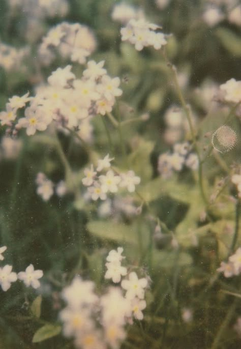 . The Grass, White Flowers, Flowers, Green, White