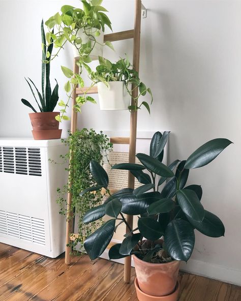 Plant ladder from IKEA (Satsumas) with rubber plant (ficus elastica), string of pearls, golden pothos and snake plant Ladder Plant Holder, Rubber Plant Indoor Decor, Ladder Plant Hanger, Ladder With Plants, Ikea Satsumas, Ladder Ideas, Plant Ladder, Hanging Glass Terrarium, Room Plants