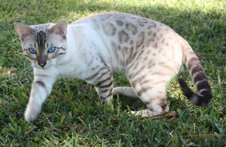 snow spotted bengal kittens for sale in FL White Bengal Cat, Snow Bengal, Bengal Cat For Sale, Bengal Cat Breeders, Toyger Cat, Bengal Kittens For Sale, Bengal Kittens, Asian Leopard Cat, Spotted Cat