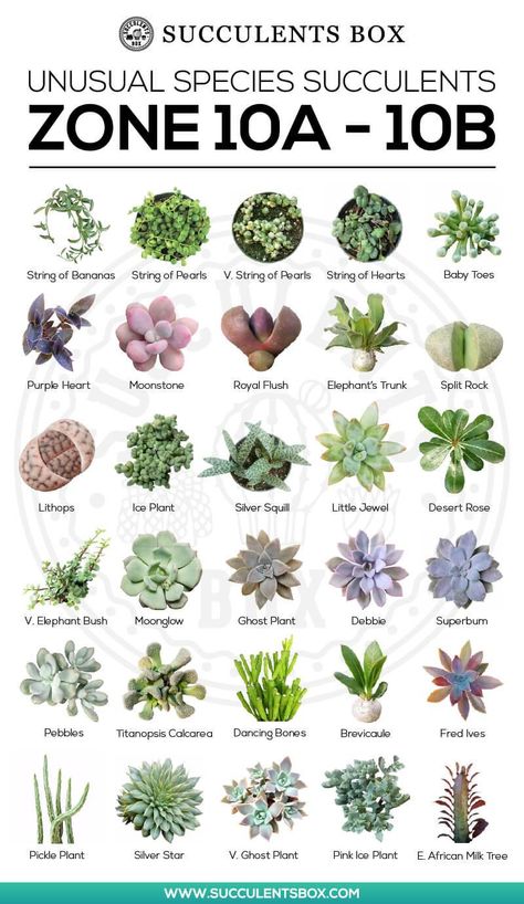 Types of Succulents for Zone 10 Different Types Of Succulents, Succulent Names, Types Of Succulents Plants, Kaktus Dan Sukulen, Zone 10, Succulent Garden Design, Succulent Garden Diy, Types Of Succulents, Garden Types