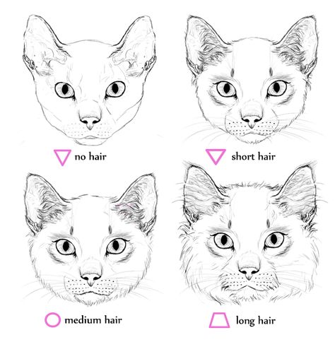 40 Simple Cat drawing Examples anyone Can Try Cat Face Drawing, Cat Drawing Tutorial, Cats Art Drawing, Cat Anatomy, Cat Sketch, Drawing Faces, Different Angles, Cat Eyes, Warrior Cat