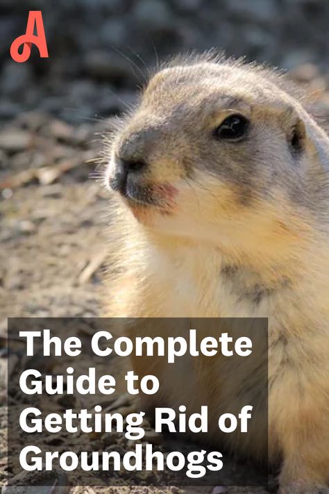 While Groundhog Day is a fun and silly tradition, a groundhog gathering in your garden is the last thing a homeowner wants. Get rid of groundhogs for good with this complete guide. #HappyGroundhogDay! How To Get Rid Of Groundhogs In Yard, How To Keep Groundhogs Out Of Garden, Ground Hog Deterrent, Groundhog Deterrent, Groundhog Repellent, Get Rid Of Groundhogs, Getting Rid Of Gophers, Burrowing Animals, Ground Hogs