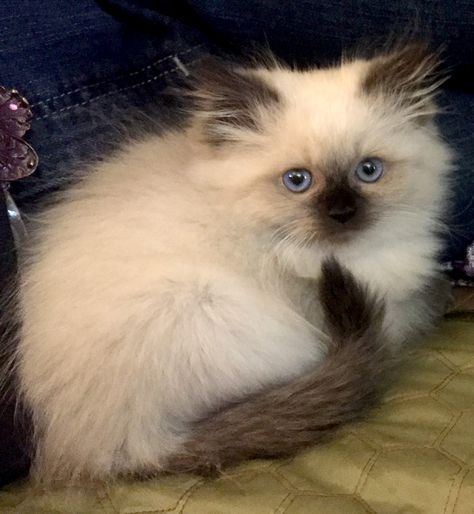 Himalayan Kitten named Fi-Fi Thia Himalayan Cat Kitten, Himalayan Cats, Himalayan Kitten, Persian Kitten, Kitten Names, Himalayan Cat, Dream's Cat, Persian Kittens, It's Raining