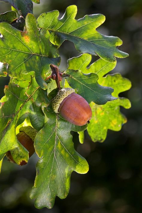 Hardwood trees, such as the English Oak, are considered to be the best at locking away carbon dioxide due to their long life spans, and large mass. And Mother Nature isn't the only one to reap the rewards from this tree. It's green scalloped leaves and low, hanging canopy will make a stunning focal point in your back yard, providing much needed shade on those long, hot summer days. English Oak Tree, Ormanlık Alan, Acorn And Oak, Plant Guide, Fruit Tree, Oak Leaves, Tree Leaves, Seed Pods, Alam Semula Jadi