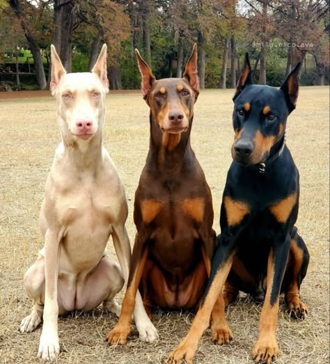 Doberman Pinscher Dog, Scary Dogs, Doberman Dogs, Really Cute Dogs, Pretty Dogs, Pretty Animals, Cute Dogs And Puppies, Cute Creatures, Tag Someone Who