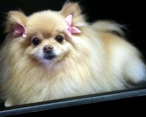 Dog Haircut, Spitz Dog, Pomeranian Dogs, Spitz Dogs, Dog Haircuts, Pomeranian Puppies, Dog Bakery, Cute Dog Photos, Pet Boutique