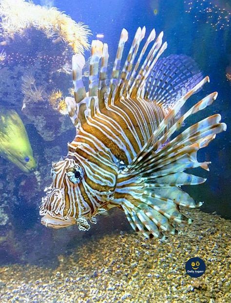 Lion Fish Photography, Scary Things To Draw, Tiger Fish, Jellyfish Photography, Unusual Pictures, Skull Art Drawing, Underwater Art, Lion Fish, Beautiful Sea Creatures