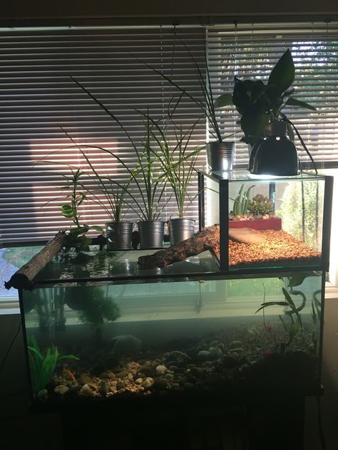 55 gallon tank with 10 gallon basking area for my African Sideneck Turtle 60 Gallon Turtle Tank Ideas, African Sideneck Turtle Habitat, Turtle Tanks Ideas Diy, Cute Turtle Tank Ideas, Turtle Aquarium Design, Diy Turtle Tank Ideas, Turtle Basking Area Ideas, Turtle Ramp Diy, Turtle And Fish Tank Aquarium