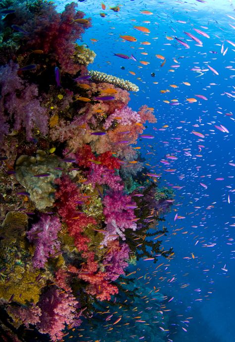 arrecife de Fiji Colorful Coral Reef, Creature Marine, Ocean Floor, On The Ocean, Underwater Life, Beautiful Ocean, Sea World, Underwater World, Ocean Life