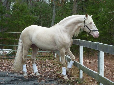 1000+ images about Lusitano on Pinterest | Salvador, Leon and Buy photos Lusitano Horse, Palomino Horse, Horse Dressage, Andalusian Horse, Most Beautiful Horses, Dressage Horses, Draft Horses, Horse Equestrian, White Horses