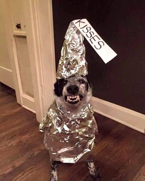 33 Classic Randoms to Make Time Move Faster - Animals & Nature Gallery Cute Dog Halloween Costumes, Cute Dog Costumes, Cattle Dogs Rule, Blue Heeler Dogs, Red Heeler, Cattle Dogs, Australian Cattle Dogs, Pet Halloween Costumes, Dog Halloween Costumes