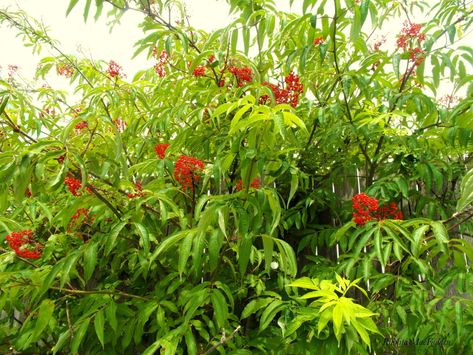 Red Elderberry, Sambucus Racemosa, Michigan Wildflowers, Forest Spirit, Plant Dyes, Natural Plant, Shade Garden, Native Plants, Driveway