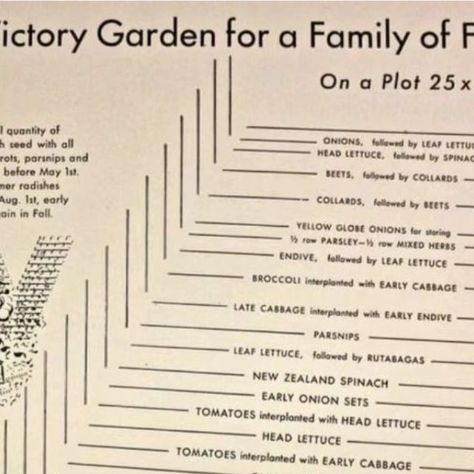 Homestead Wife, Victory Garden Plans, Victory Gardens, Garden Planning Layout, Head Of Lettuce, Grow Vegetables, Victory Garden, Potager Garden, Garden Layout