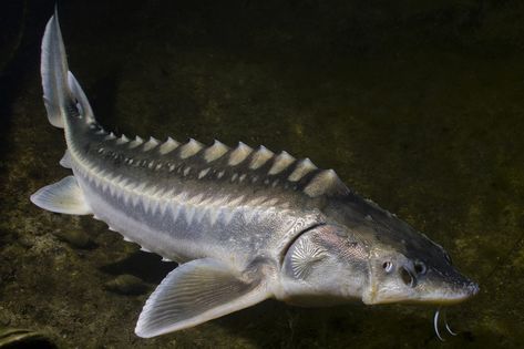 Beluga Sturgeon, Lake Sturgeon, White Sturgeon, Sturgeon Fish, Fish Feed, Exotic Fish, Aquatic Animals, Ponds Backyard, Freshwater Fish