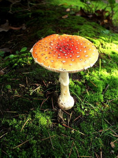 Flat topped agaric Flat Mushrooms, Electric Box, Natural Form Art, History Projects, Flats Top, Natural Forms, Stuffed Mushrooms, Art Inspiration, Drawings