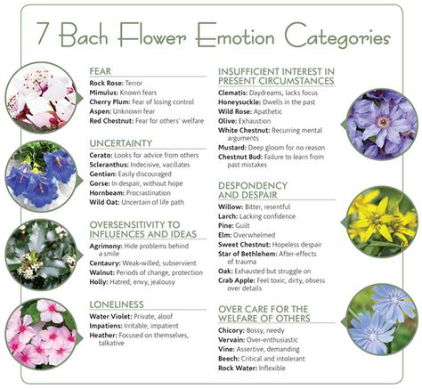 Bach Flower Remedies By Naran, Rescue Remedy Bach Flower, Batch Flower Remedies, Bach Rescue Remedy, Dr Bach Remedies, Bach Flower Essences, Flower Remedies, Bach Flower Therapy, Bach Flower Remedies Chart