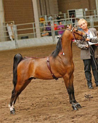 American Shetland Pony American Shetland Pony, Welsh Pony, Pony Breeds, Shetland Pony, Ponies, Horses, Animals