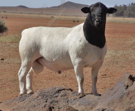 Dorper sheep. Just for the fact that the rams look like hard c*nts. Dorper Sheep, Livestock Shelter, Goat Herding, Sheep Breeds, Chicken Cages, Counting Sheep, Cattle Farming, Sheep Farm, Sheep And Lamb