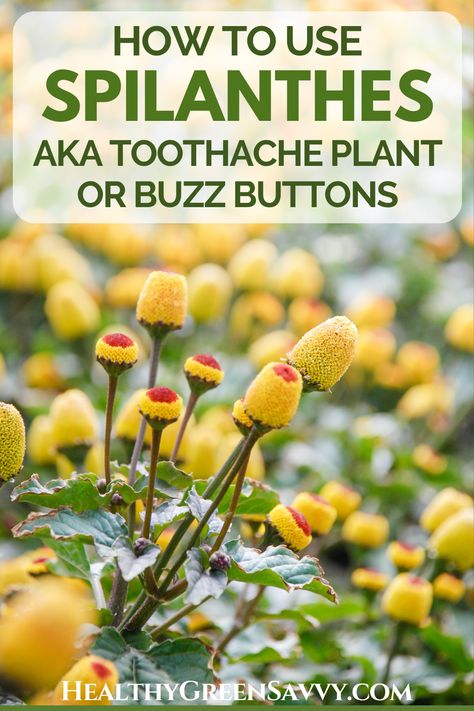 Medicinal Herb Tinctures, Herbs For Dental Health, Buzz Buttons, Plant Remedies Herbal Medicine, Antiviral Herbs, Sweet Gum Ball Tincture, Toothache Plant, Toothache Plant Tincture, Medicinal Trees And Their Uses