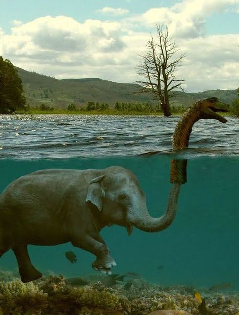 Silly Humans, They Believe Anything… Funny Commercial Ads, Funny Commercials, Loch Ness Monster, Elephant Love, An Elephant, Digital Art Illustration, Pics Art, 귀여운 동물, Bones Funny