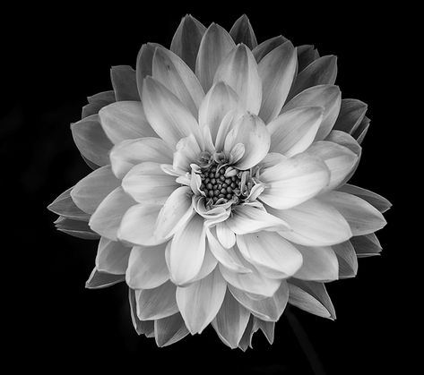 Black And White Dahlia, Dahlia Tattoo, Flowers Black And White, White Dahlia, Apartment Wall Art, Flowers Black, Dahlia Flower, Fine Art Photo, Flowers Photography