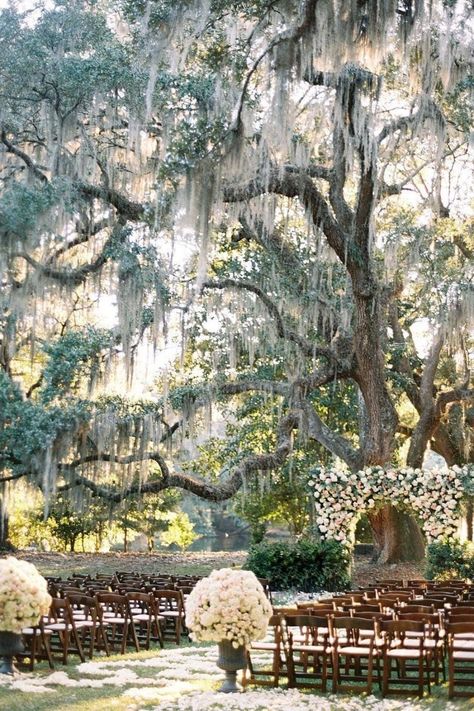 Weddings In California, Romantic Bridal Dresses, Outdoor Country Wedding Ceremony, Live Oak Wedding, Southern Country Wedding, Country Side Weddings, Southern Beach Wedding, Outdoor Southern Wedding, Spanish Moss Wedding Decor