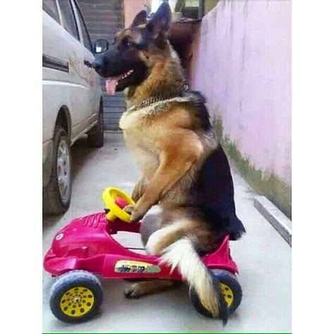 Lets go for a ride Gsd Funny, Dog In Car, Low Maintenance Dog Breeds, German Sheperd Dogs, German Shepherd Funny, Funny German Shepherd, Oc Pokemon, Working Dog, Dogs Lover