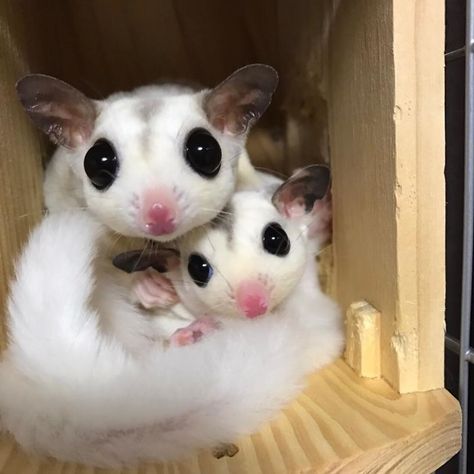 Sugar Gliders with the white fur and pink nose's is gorgeous! Sugar Glider Baby, Sugar Glider Pet, Sugar Bears, Sugar Gliders, Sugar Glider, Australian Animals, Cute Creatures, Sweet Animals, Exotic Pets