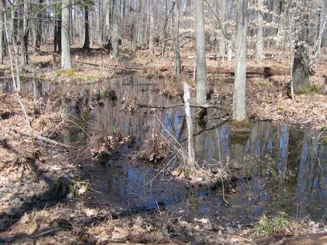 Vernal Pool, Ecology Design, Coastal Plain, Nassau County, Water Drawing, Environmental Conservation, Natural Heritage, Wildlife Conservation, Natural History