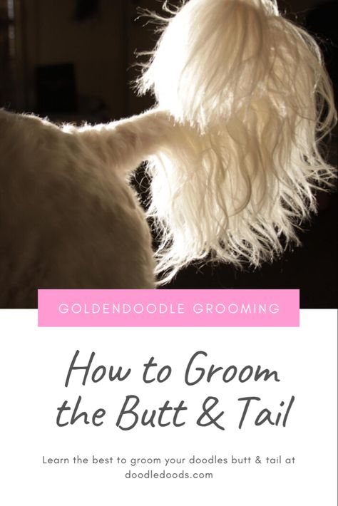 Watch the video I’ve made on how groom your doodle’s butt & tail. #goldendoodle #goldendoodlegrooming #goldendoodlehaircut #groom #grooming #doggroomingtips #petsupply #doggroomingdiy #petsvideo Goldendoodle Tail Haircuts, Poodle Tail Styles, Golden Doodle Tail Grooming, Goldendoodle Tail Grooming, Doodle Grooming Tips, How To Groom A Goldendoodle, Diy Labradoodle Grooming, How To Groom A Goldendoodle At Home, Doodle Tail Grooming