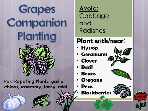 RHGS Outdoor & Gardening Blog: Companion Planting with Grapes Companion Planting Layout, Planting Layout, Companion Planting Chart, Grape Vine Plant, Companion Planting Vegetables, Grape Trellis, Companion Gardening, Grape Plant, Garden Companion Planting