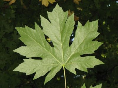 Acer Garden, Tree Species, Big Leaves, Unique Trees, Maple Tree, Drought Tolerant, Native Plants, Mother Nature, Plant Leaves