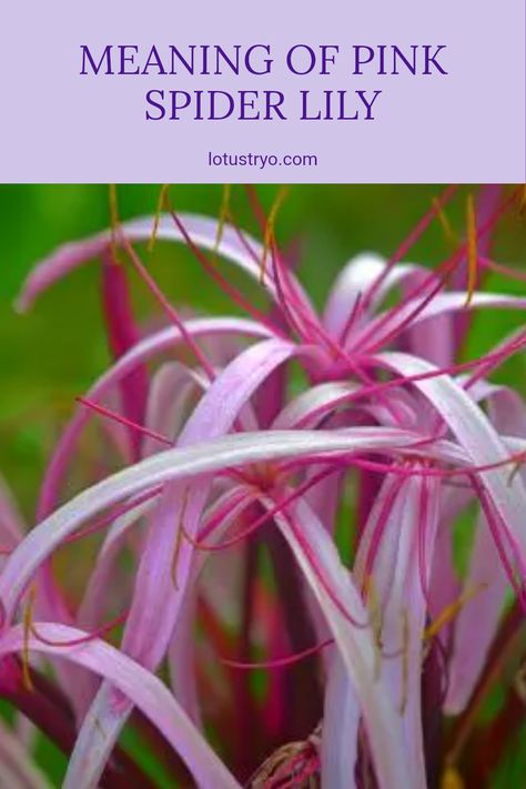 Discover the fascinating meaning behind the pink spider lily. These beautiful flowers symbolize admiration, love, and femininity, making them perfect for expressing heartfelt sentiments. Not only are pink spider lilies stunning to look at, but they also hold spiritual significance. In different cultures, they represent feelings of beauty and grace. Join us as we explore their meaning, history, and why they make a thoughtful gift. Learn how the pink spider lily can add charm and elegance to your flower arrangements. Spider Lily Meaning, Pink Spider Lily, Gold Mop Cypress, Lily Meaning, Plant Meanings, Spider Lilies, Pink Spider, Spider Lily, Expressing Love