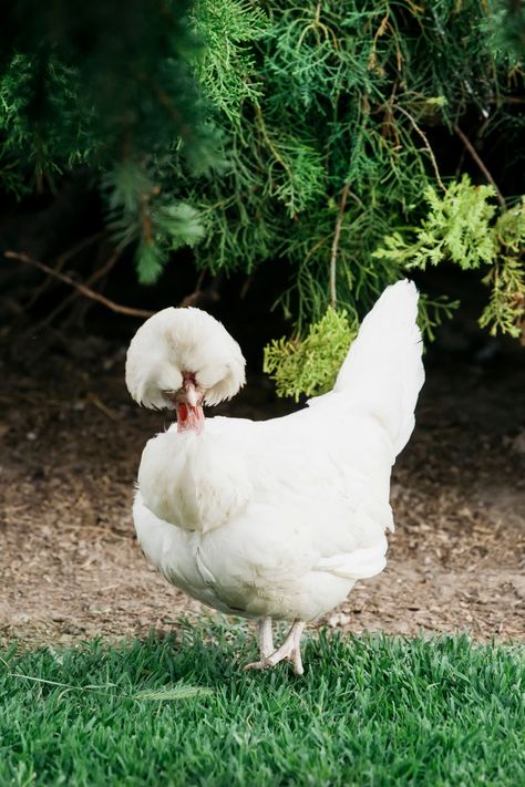 There are many reasons people own chickens. Chickens provide eggs and meat, which you can sell or use in your own kitchen. Other people keep chickens to show in competitions and exhibitions or as pets! Fluffy chicken breeds are in demand. Many of them make excellent show chickens because of their unique plumage, but their real draw is that they’re just plain adorable. Show Chickens, Sultan Chicken, Dominique Chickens, Fluffy Chickens, Polish Chicken, Fluffy Chicken, Easter Eggers, Raising Chicks, Fluffy Eggs