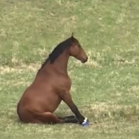 Horse Sitting, Horse Meme, Bojack Horseman, Horse Drawing, Funny Horse, Silly Images, Cute Horses, Silly Animals, A Fresh Start